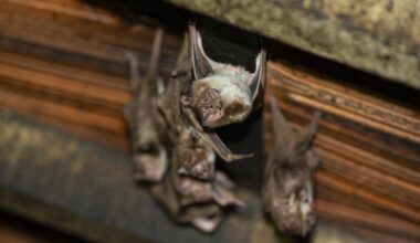 mordu par une chauve-souris, un homme dans un état critique après avoir contracté le lyssavirus