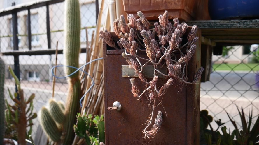 SOS Plantes-01