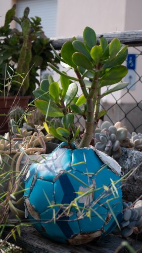 SOS Plantes-02