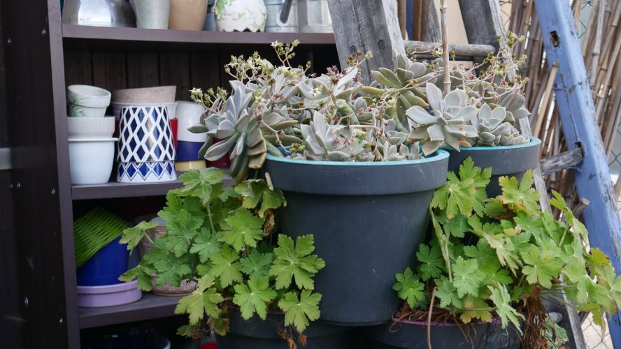 SOS Plantes-05