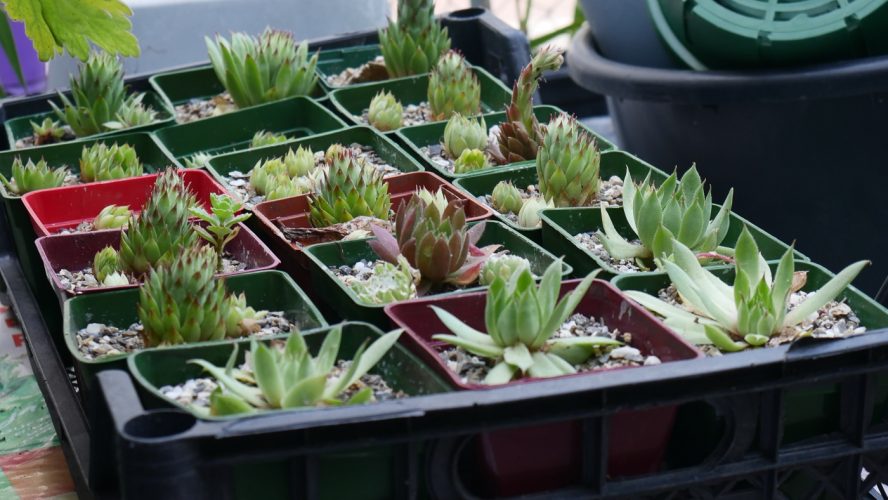 SOS Plantes-08