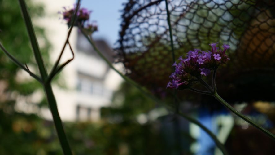 SOS Plantes-11