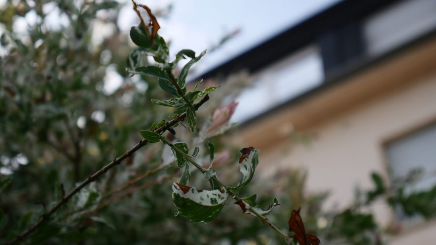 SOS Plantes-13