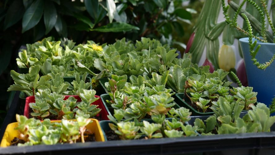 SOS Plantes-16