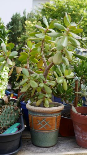 SOS Plantes-17