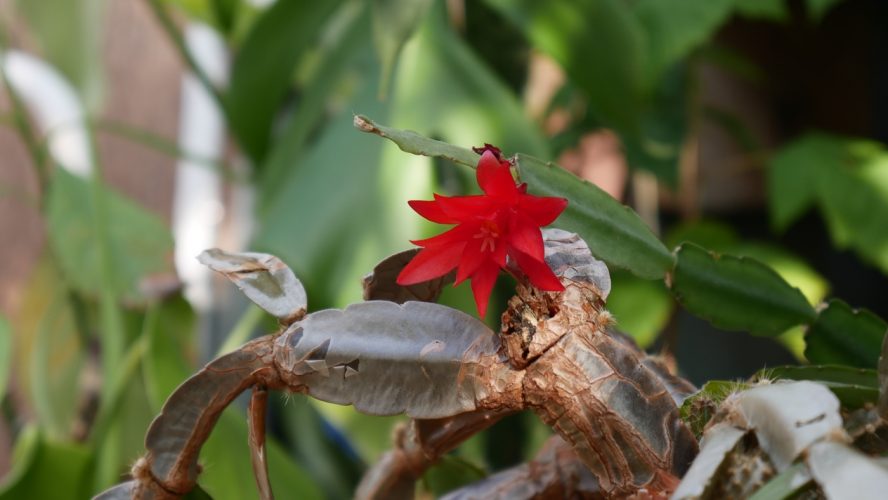 SOS Plantes-18