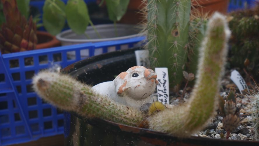SOS Plantes-19