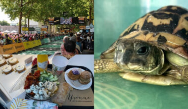 Tour de France, Pierrette la tortue, Yvonne... On récapitule les infos de la semaine à Rouen