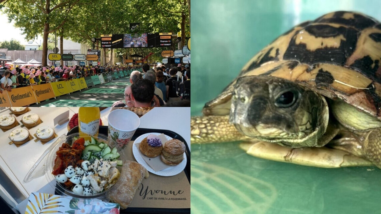 Tour de France, Pierrette la tortue, Yvonne... On récapitule les infos de la semaine à Rouen