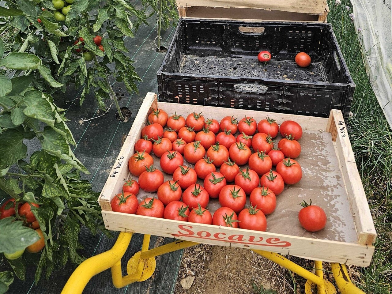 À Rennes, cette ferme urbaine se lance dans la vente directe de cagettes de légumes locaux durant l'été