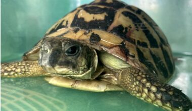 Pierrette la tortue, jetée à la poubelle, recueillie in extremis par l'agent du centre de tri de Rouen