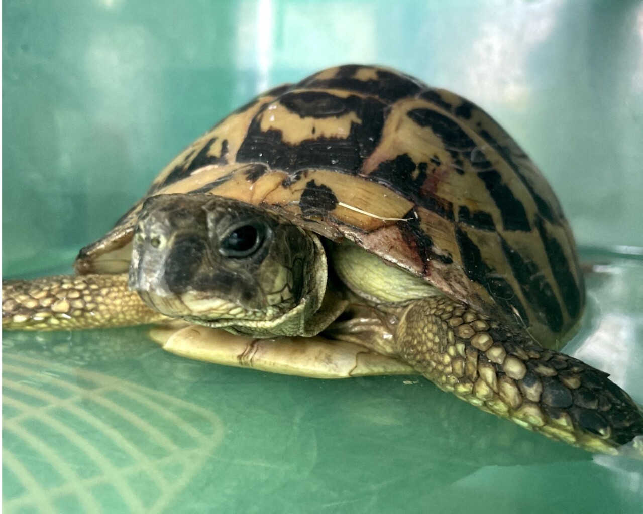 Pierrette la tortue, jetée à la poubelle, recueillie in extremis par l'agent du centre de tri de Rouen