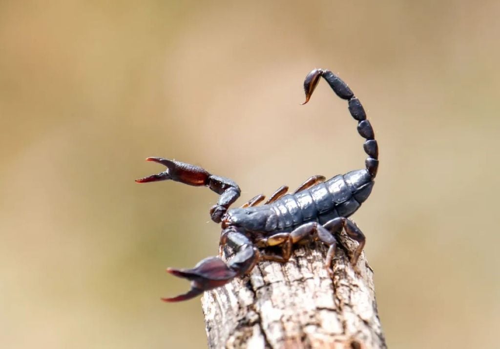Dans une étude, une molécule toxique issue d'une espèce de scorpion a montré une action contre les cellules cancéreuses du sein. Crédit : Tonini Grbavac/500px/GettyImages