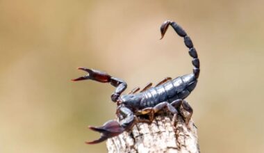 la toxine du scorpion d'Amazonie montre un potentiel pour traiter le cancer du sein