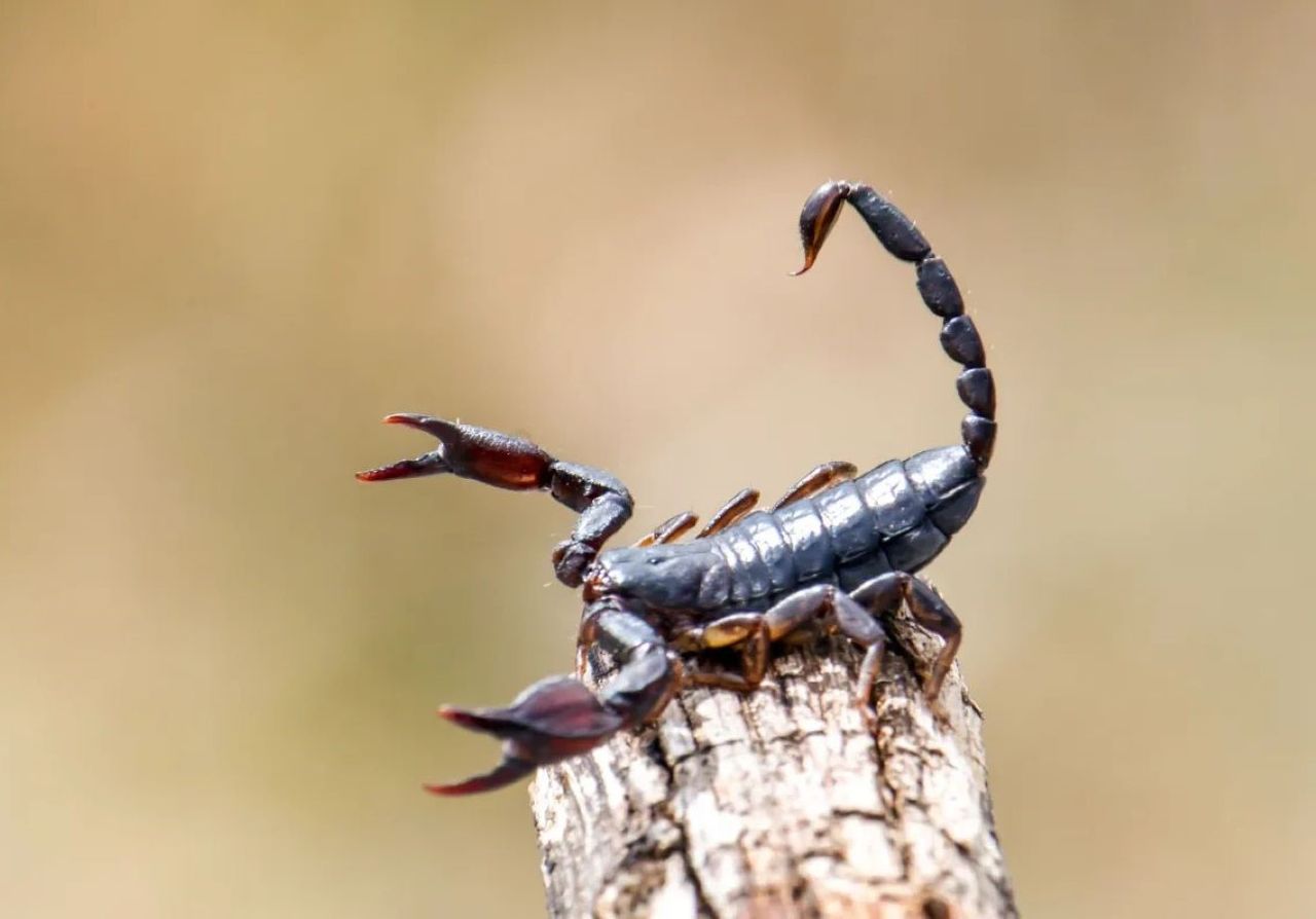 la toxine du scorpion d'Amazonie montre un potentiel pour traiter le cancer du sein
