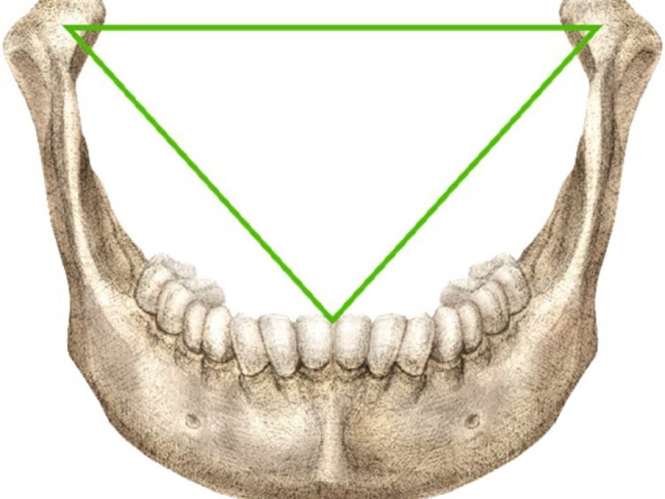 Le triangle de Bonwill en anatomie mandibulaire