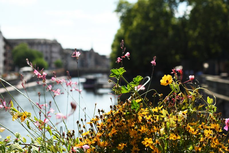 Végétaux quais (3) fleurs