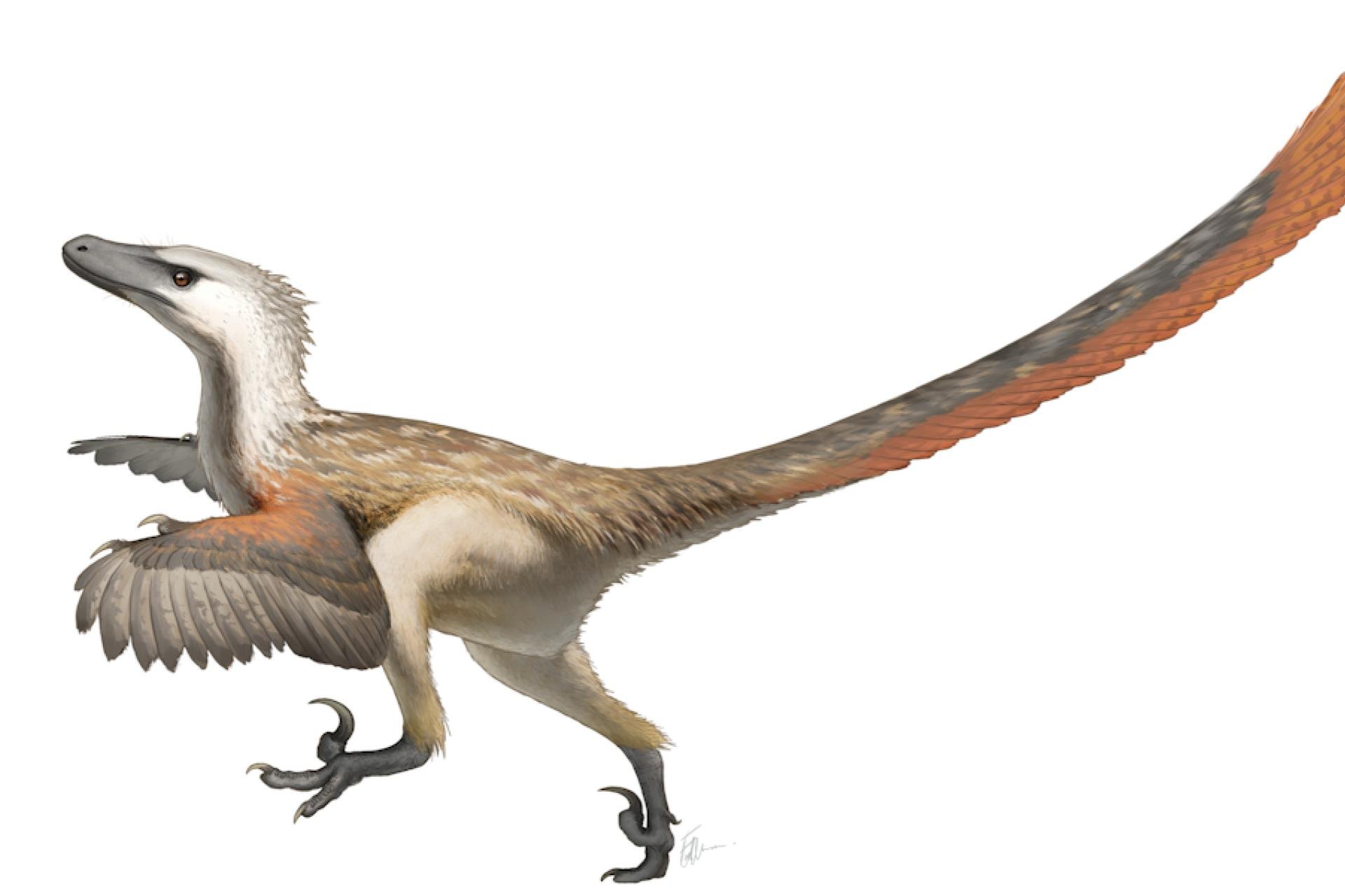 Velociraptor Plumes