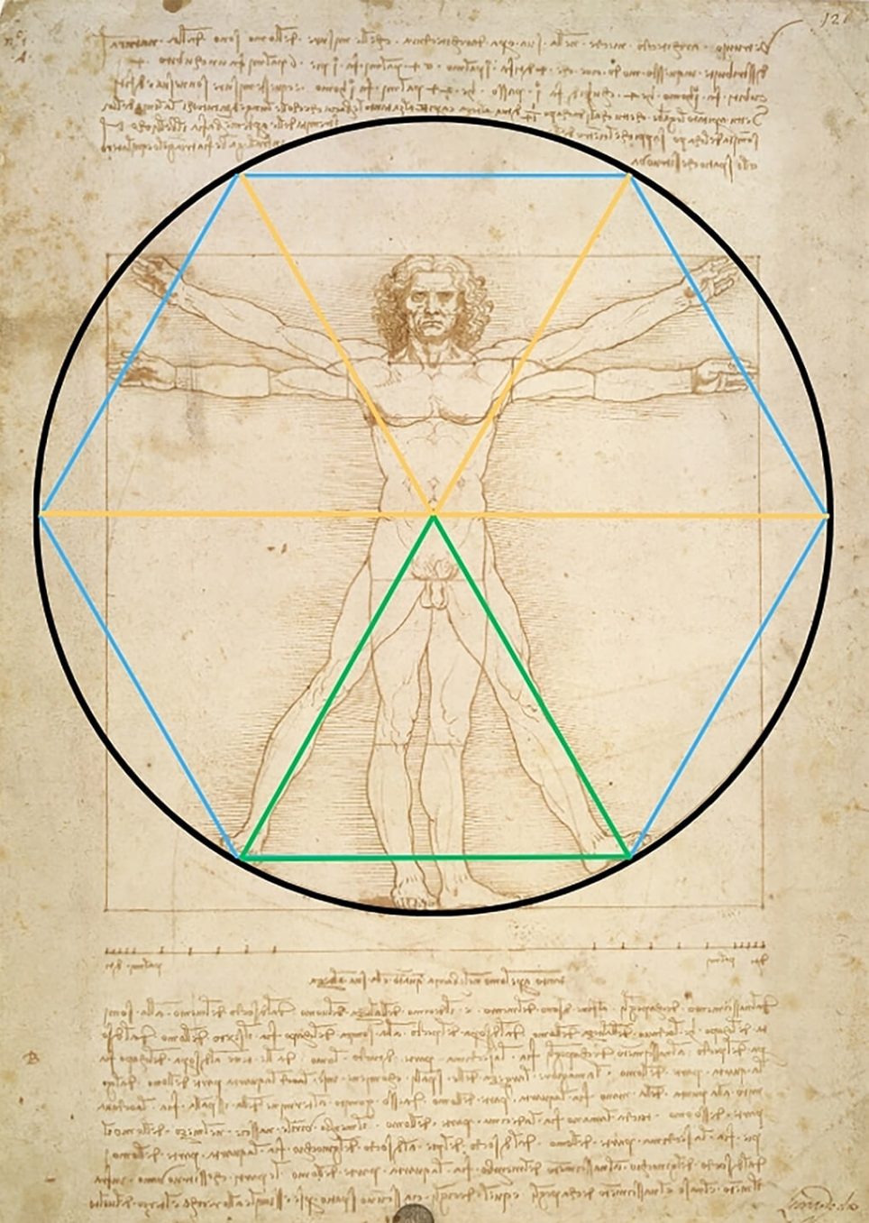 Léonard de Vinci, « L’Homme de Vitruve » et les relations géométriques optimales