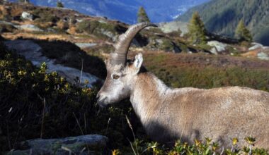 La famille des bouquetins s'agrandit, un nouveau lâcher a eu lieu dans les Pyrénées