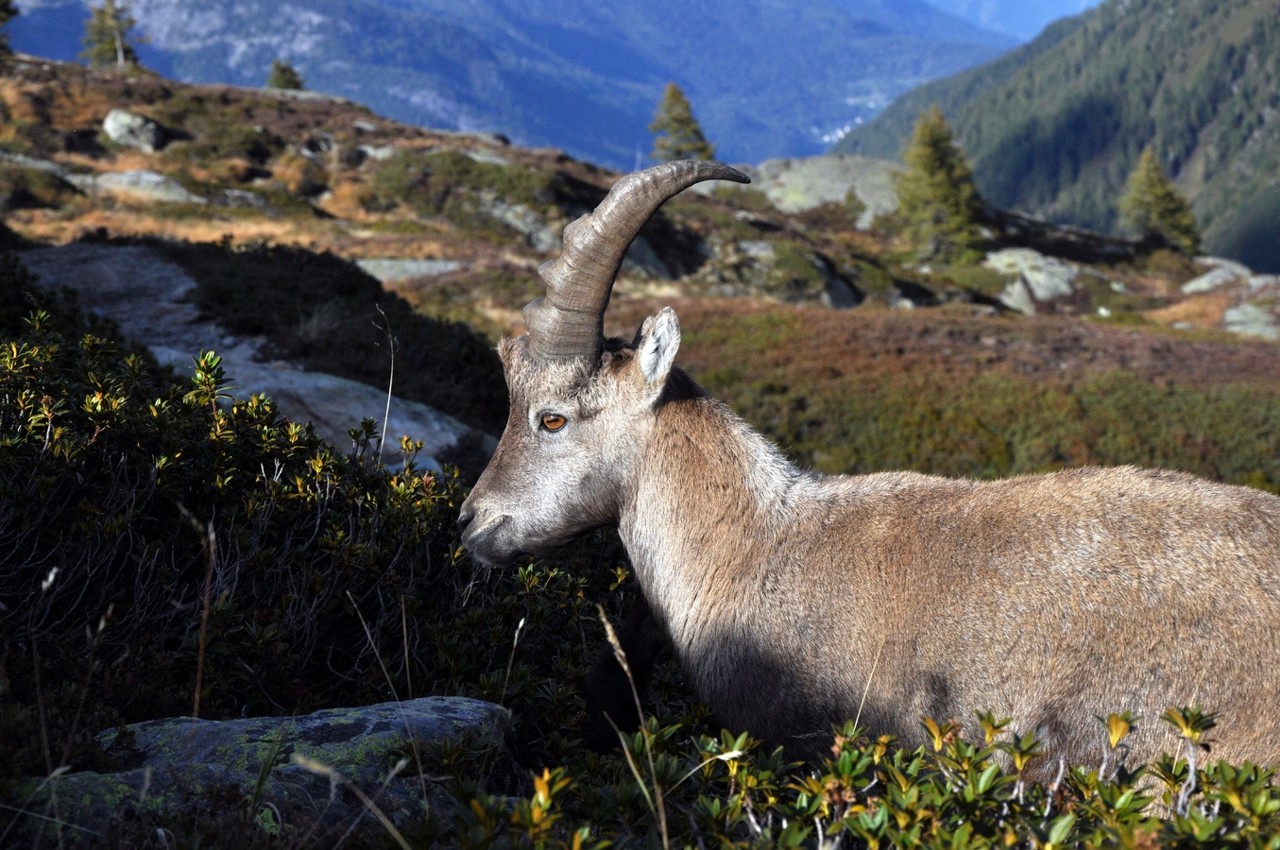 La famille des bouquetins s'agrandit, un nouveau lâcher a eu lieu dans les Pyrénées