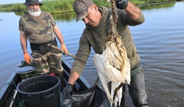 France: une épidémie de botulisme décime les oiseaux en Loire-Atlantique