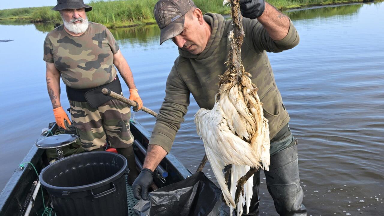 France: une épidémie de botulisme décime les oiseaux en Loire-Atlantique