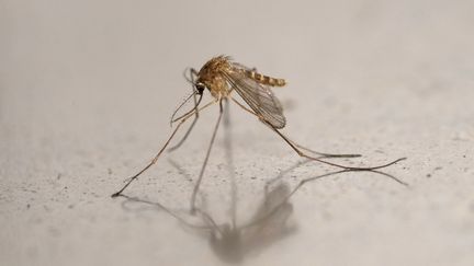 Un moustique détecté à Montreuil (Seine-Saint-Denis), le 12 août 2025. (MARTIN LELIEVRE / AFP)