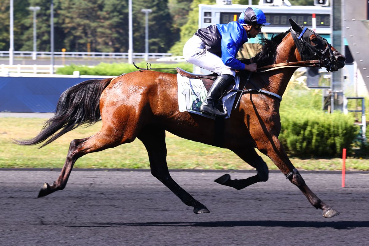 Leader de Sèvre s'impose dans le Prix de Toulon ce lundi à Vincennes