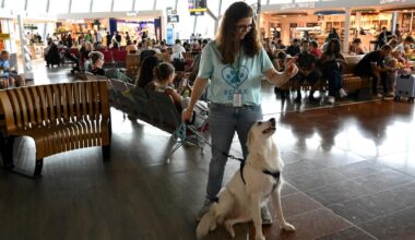 À l’aéroport de Nice, la chienne Eko se balade pour apaiser les voyageurs stressés
