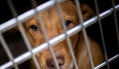 ce refuge SPA est saturé, des centaines d’animaux abandonnés sont à l’adoption