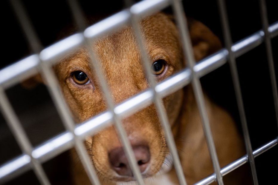 ce refuge SPA est saturé, des centaines d’animaux abandonnés sont à l’adoption