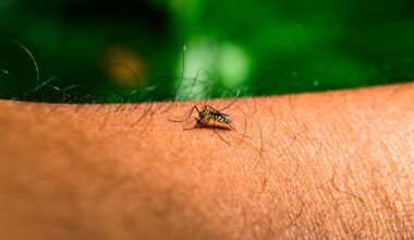 Qu'est-ce que la fièvre «West Nile», dont deux cas ont été identifiés en Île-de-France ?