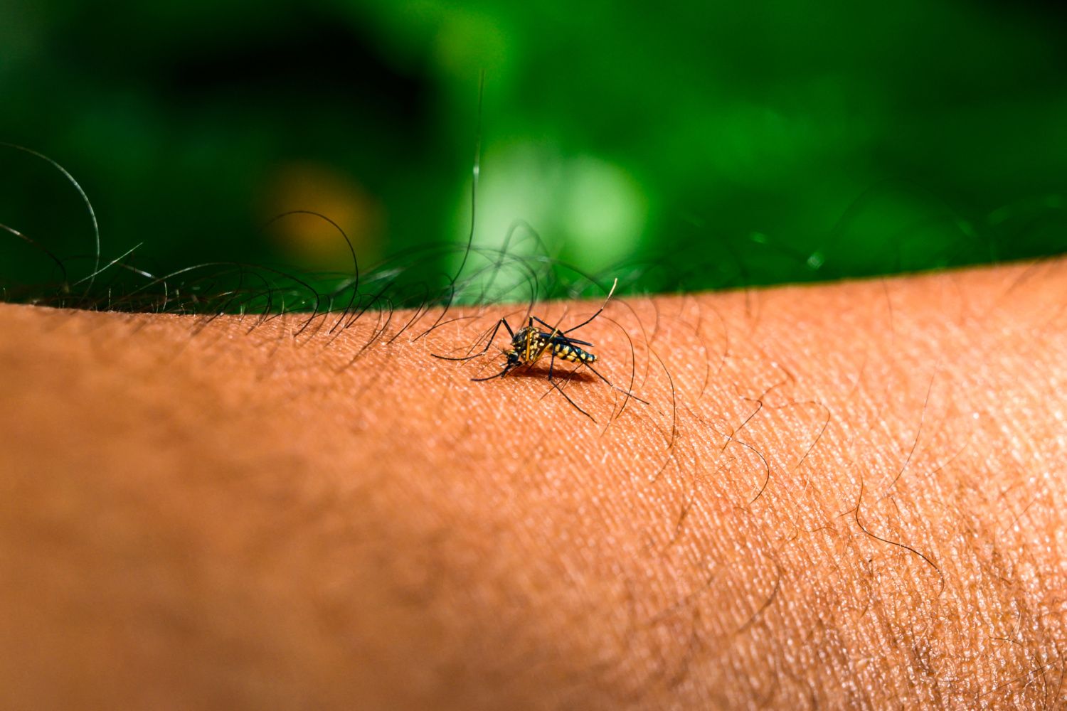 Qu'est-ce que la fièvre «West Nile», dont deux cas ont été identifiés en Île-de-France ?