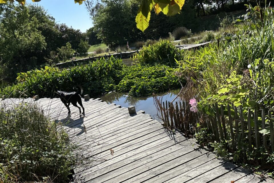 Pour accéder aux grands espaces verts, les Nantais qui ont des chien doivent prendre la voiture.