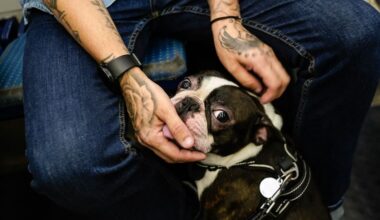 Chien dans les transports en commun : quelles règles ?