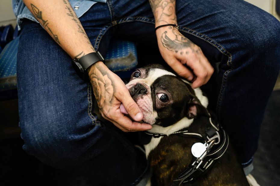 Chien dans les transports en commun : quelles règles ?