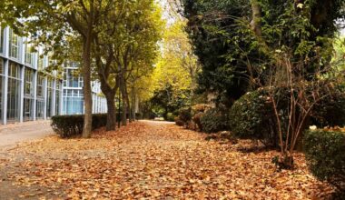 14 000 arbres sont particulièrement touchés à Toulouse
