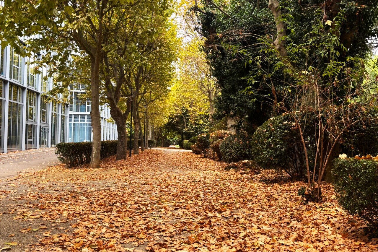 14 000 arbres sont particulièrement touchés à Toulouse
