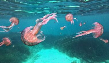 Beaucoup de méduses signalées dans le Sud Est: voici la liste des plages touchées cette semaine
