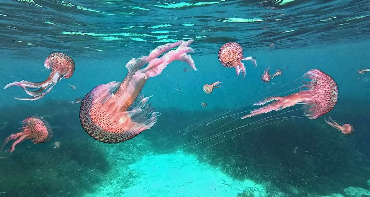 Beaucoup de méduses signalées dans le Sud Est: voici la liste des plages touchées cette semaine