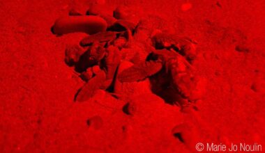 A Sanary, une cinquantaine de tortues sont nées et ont gagné la mer