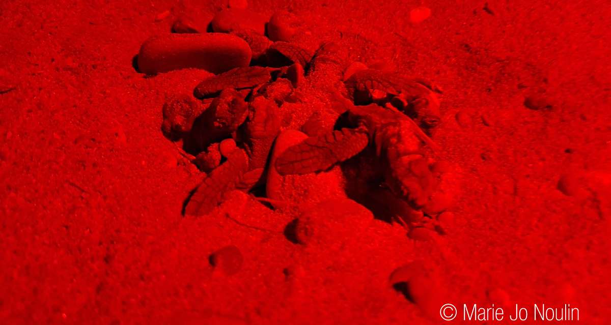 A Sanary, une cinquantaine de tortues sont nées et ont gagné la mer