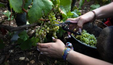 En Champagne, les droits de douane américains gâchent les vendanges