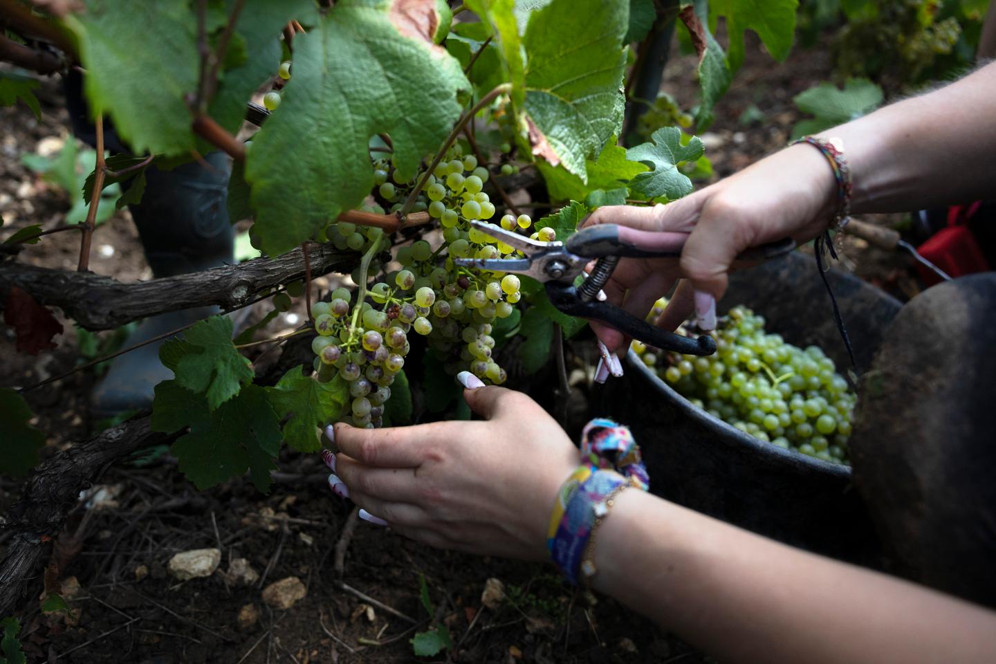 En Champagne, les droits de douane américains gâchent les vendanges