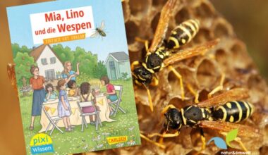 Un livre pour changer de regard sur les guêpes