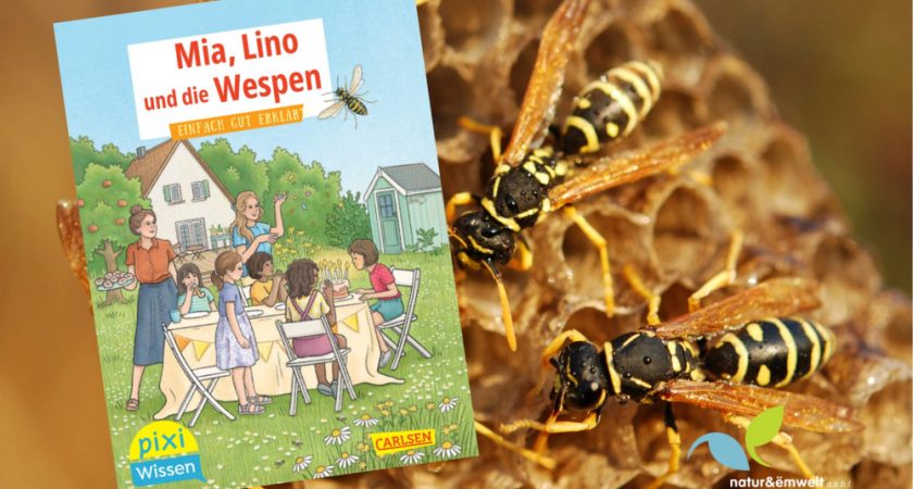 Un livre pour changer de regard sur les guêpes