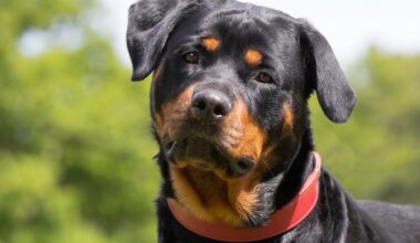 un enfant de neuf ans tué par le chien de la famille à Pithiviers