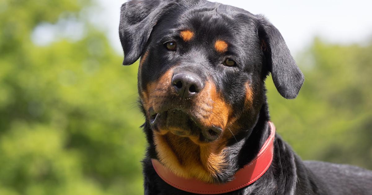 un enfant de neuf ans tué par le chien de la famille à Pithiviers