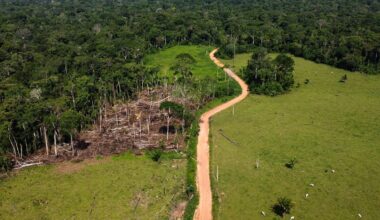 Loi sur la déforestation de l'UE : des modifications qui pourraient favoriser le trafic illégal 